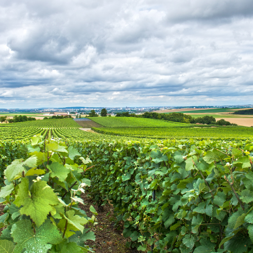 Team building en Champagne