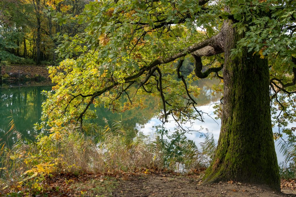 Photo d'un parc avec un lac en arrière plan