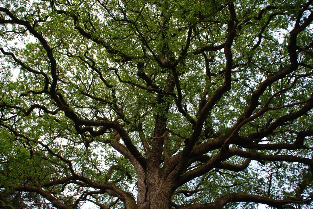 Photo d'un arbre pour représenter Brocéliande